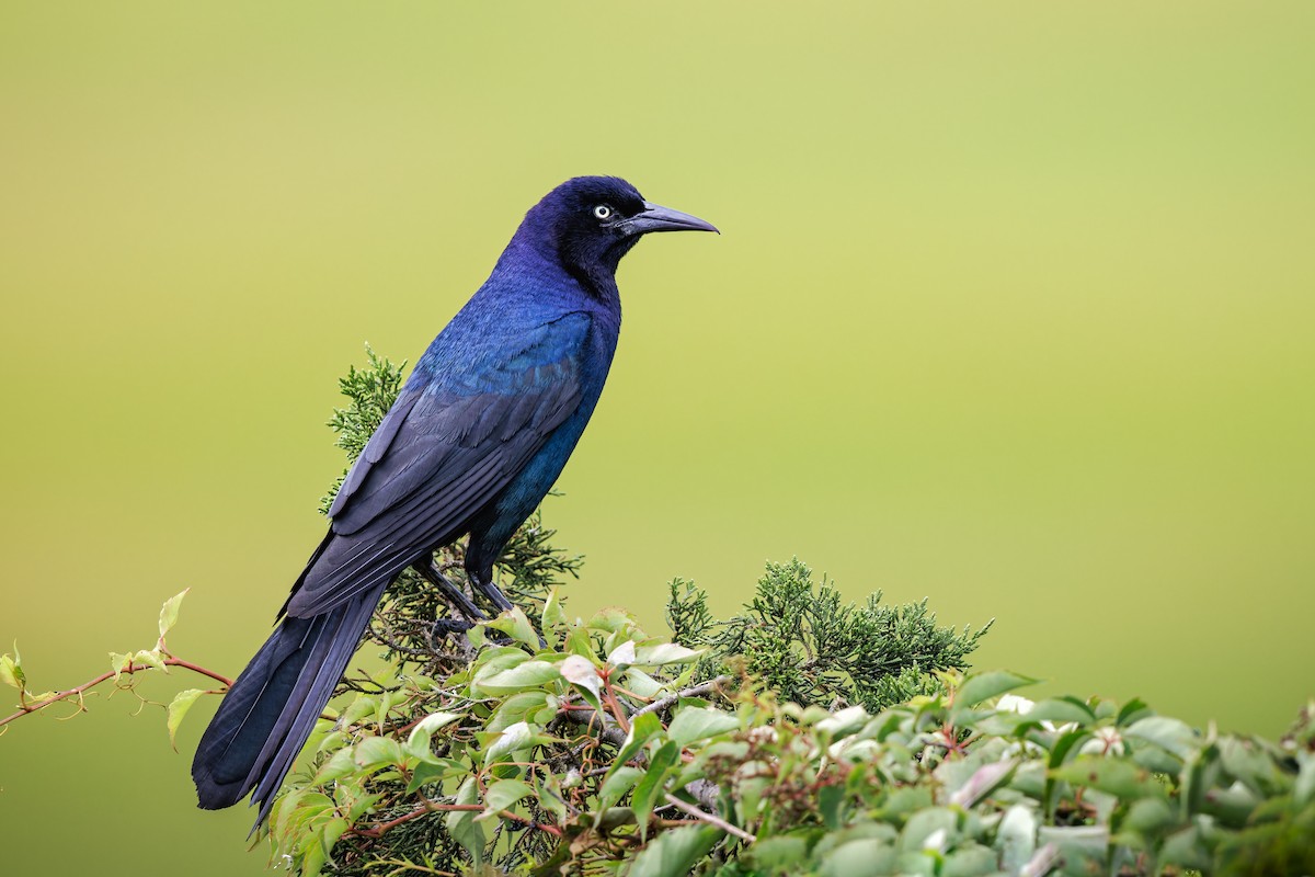 Boat-tailed Grackle - ML624200957