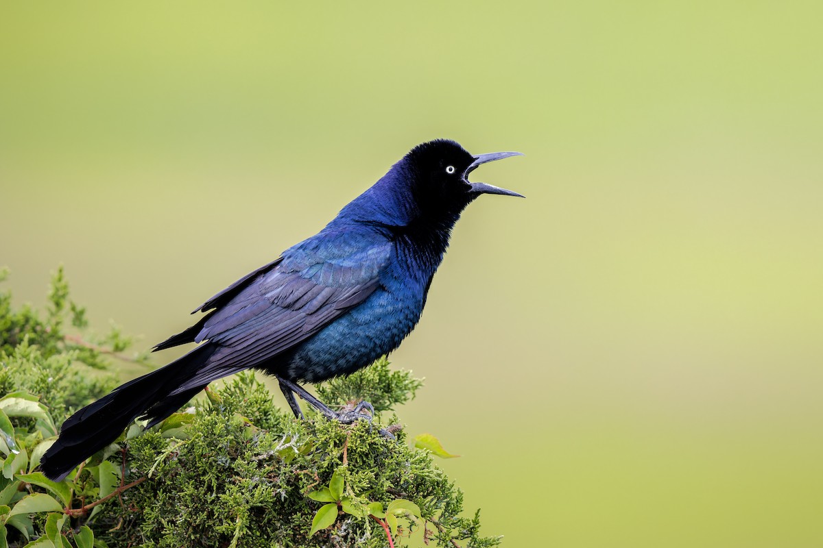 Boat-tailed Grackle - ML624200958