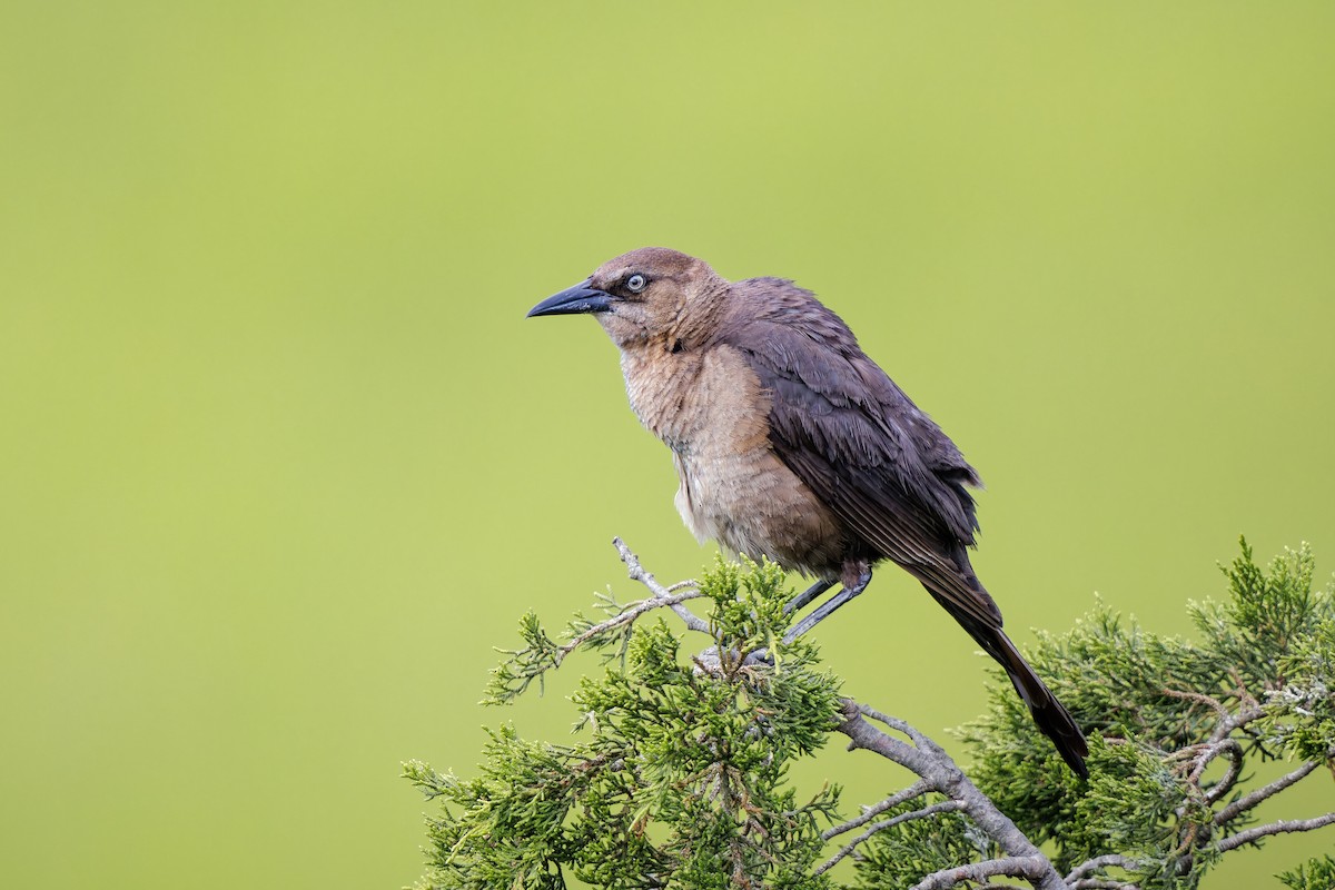 Boat-tailed Grackle - ML624200959