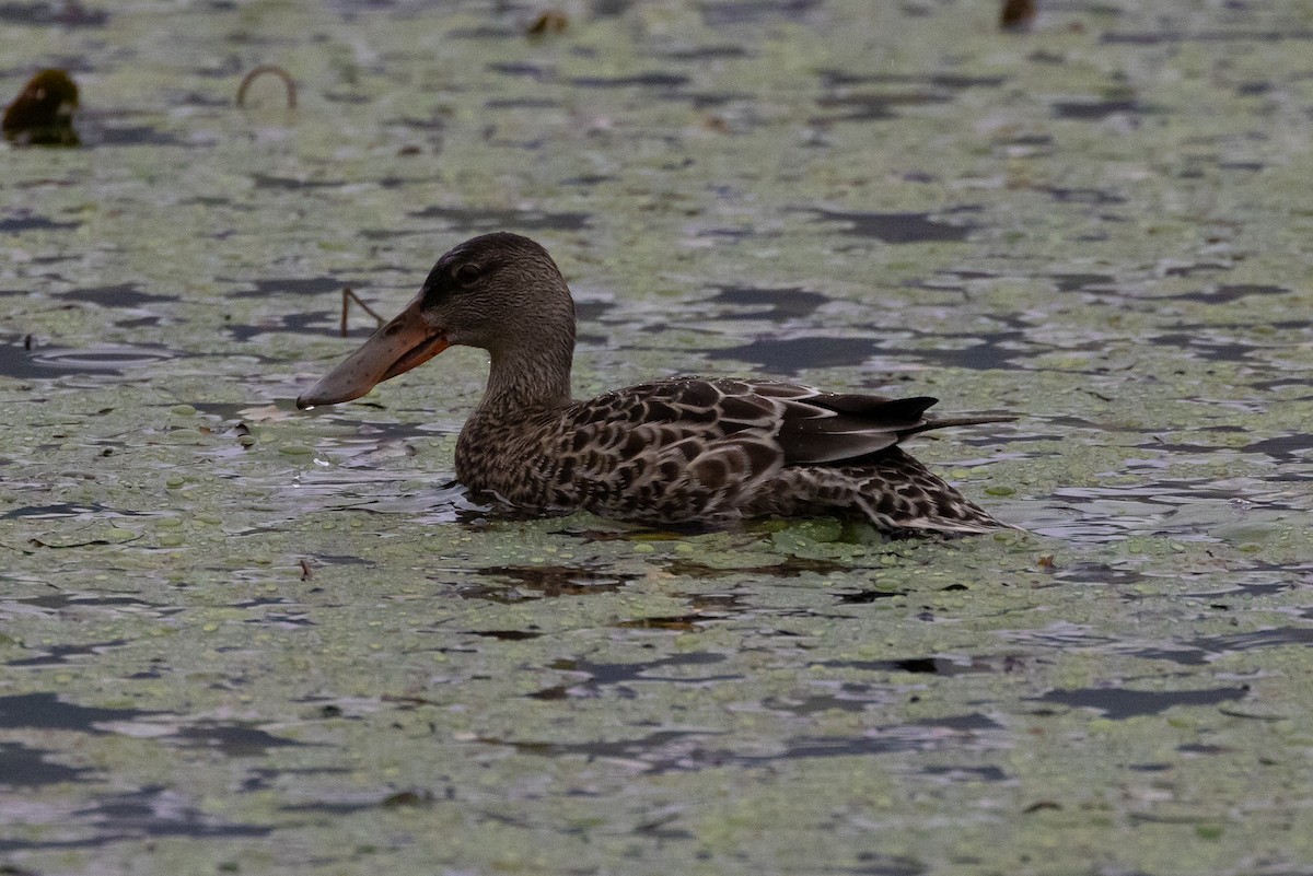 Northern Shoveler - ML624200963