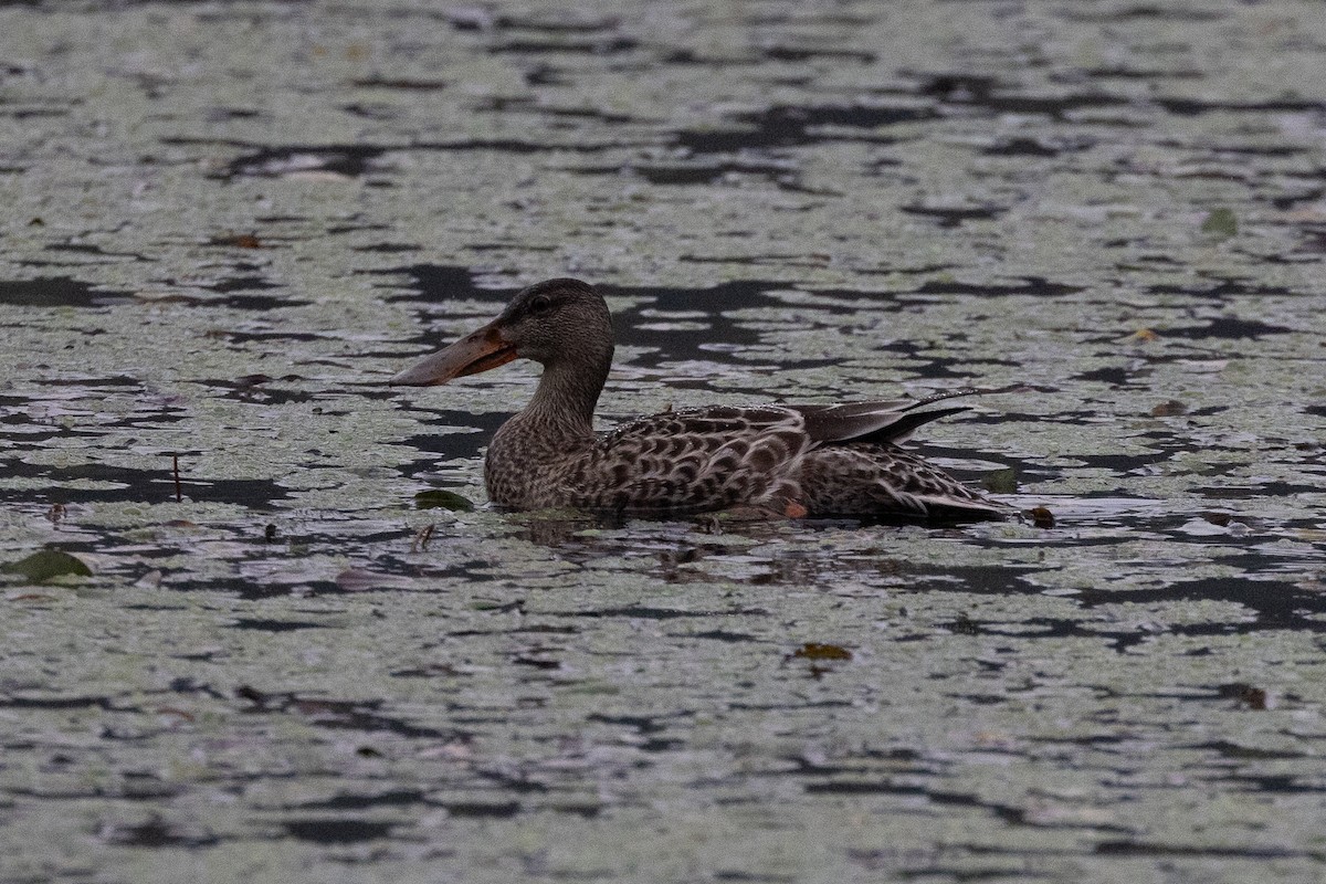 Northern Shoveler - ML624200964