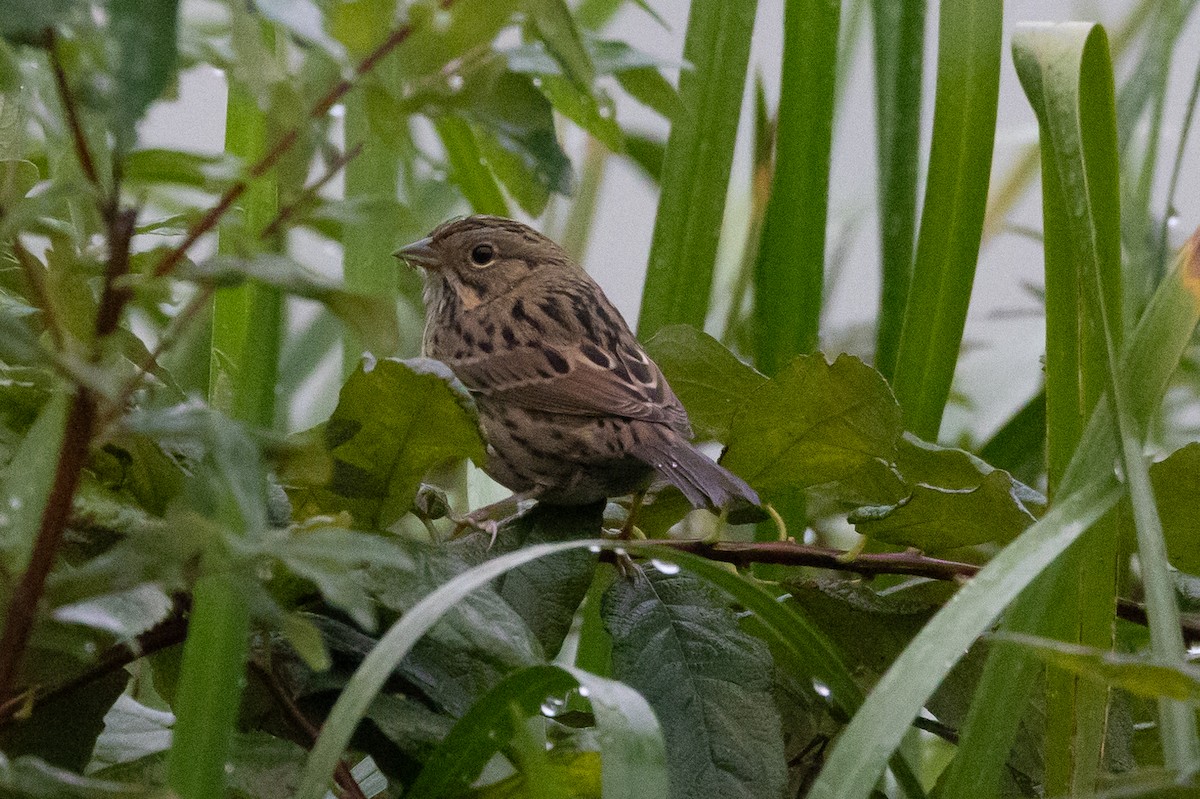 Lincoln's Sparrow - ML624200970