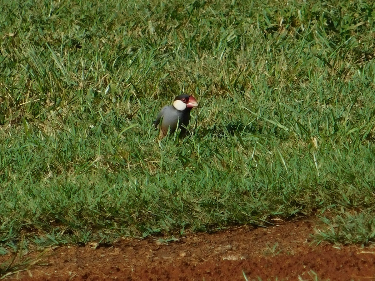 Java Sparrow - ML624200973