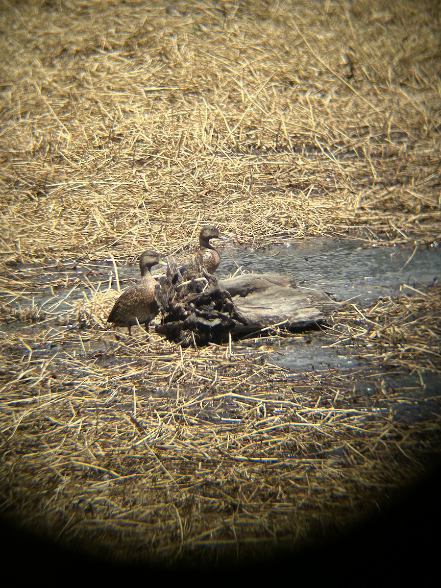 Hawaiian Duck - ML624201012