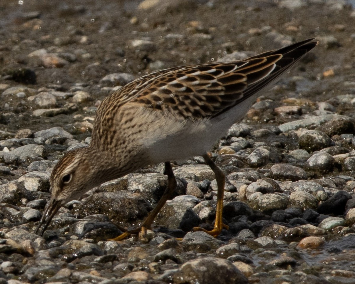 Pectoral Sandpiper - ML624201021