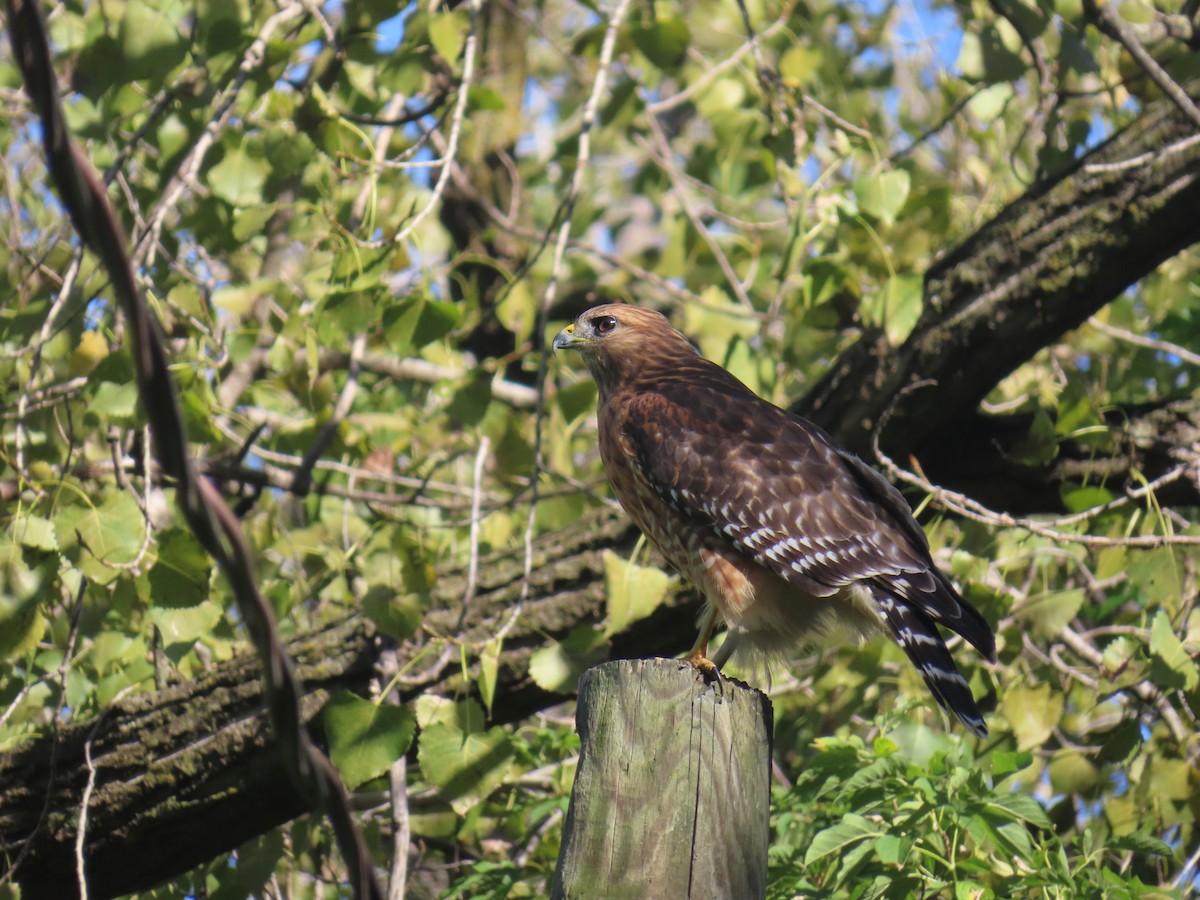 Red-shouldered Hawk - ML624201092