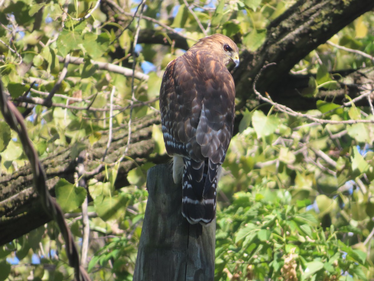 Red-shouldered Hawk - ML624201093