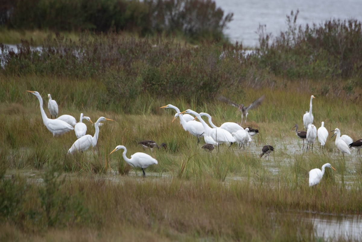 Great Egret - ML624201112