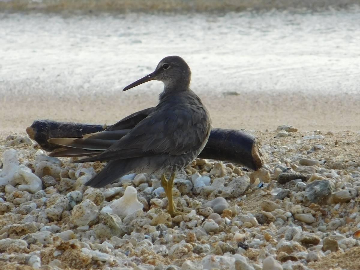 Wandering Tattler - ML624201113