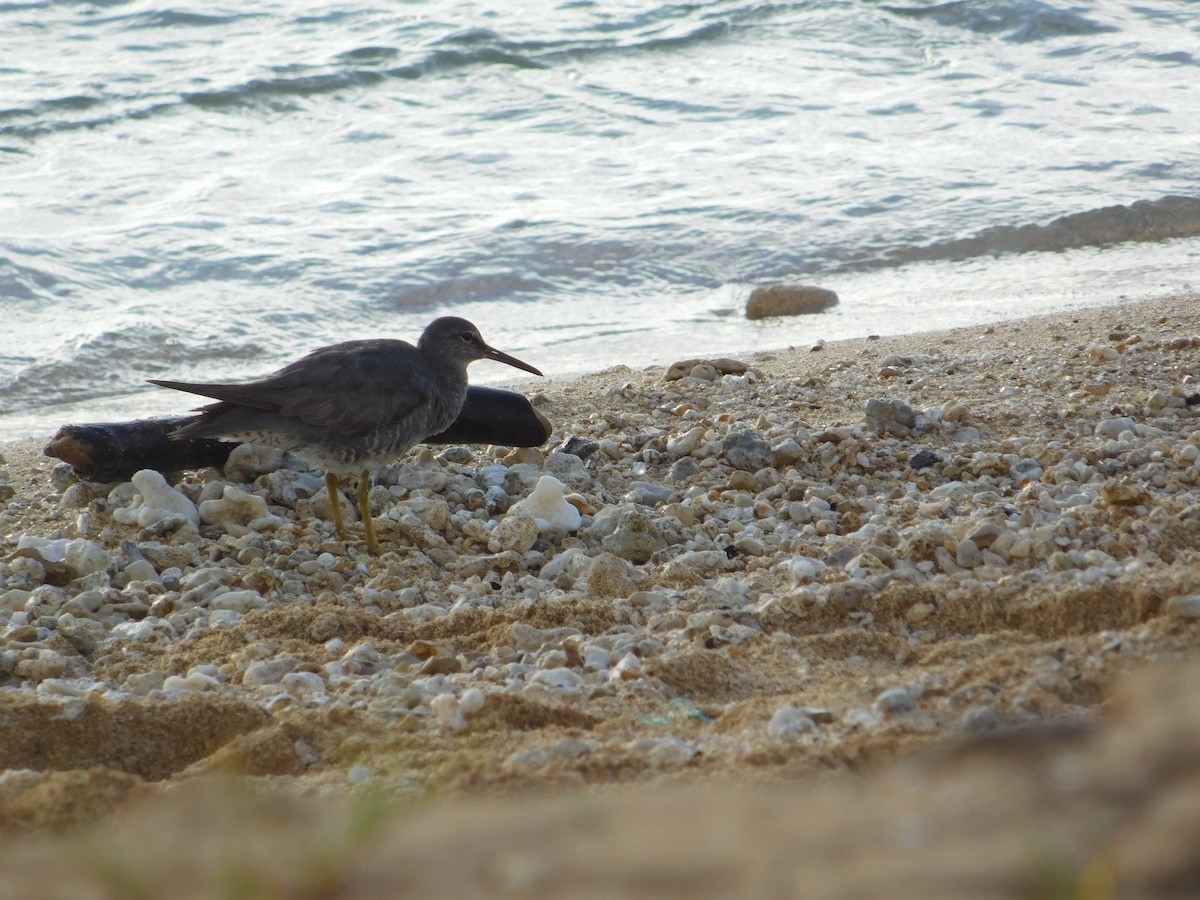 Wandering Tattler - ML624201114