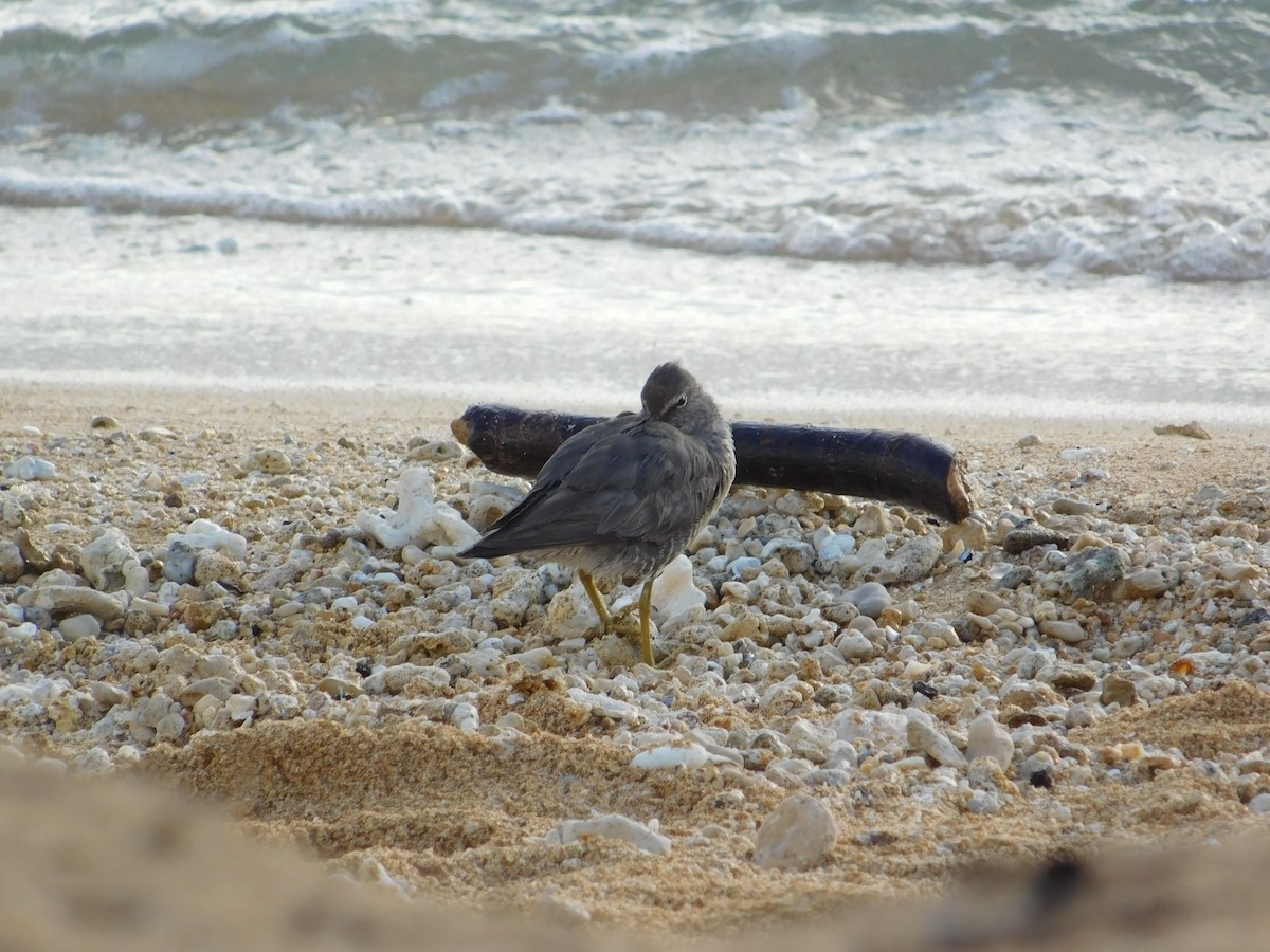 Wandering Tattler - Danny Lee