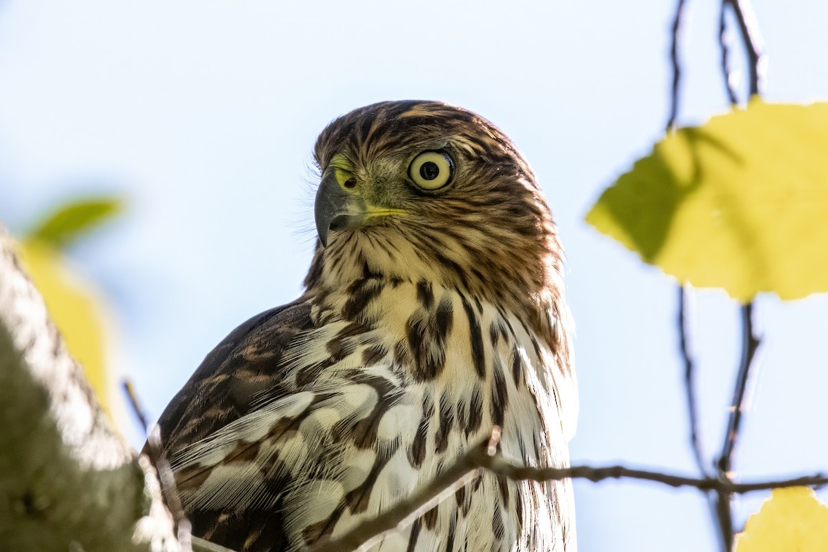 Cooper's Hawk - ML624201116