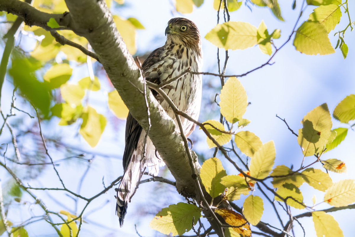 Cooper's Hawk - ML624201117