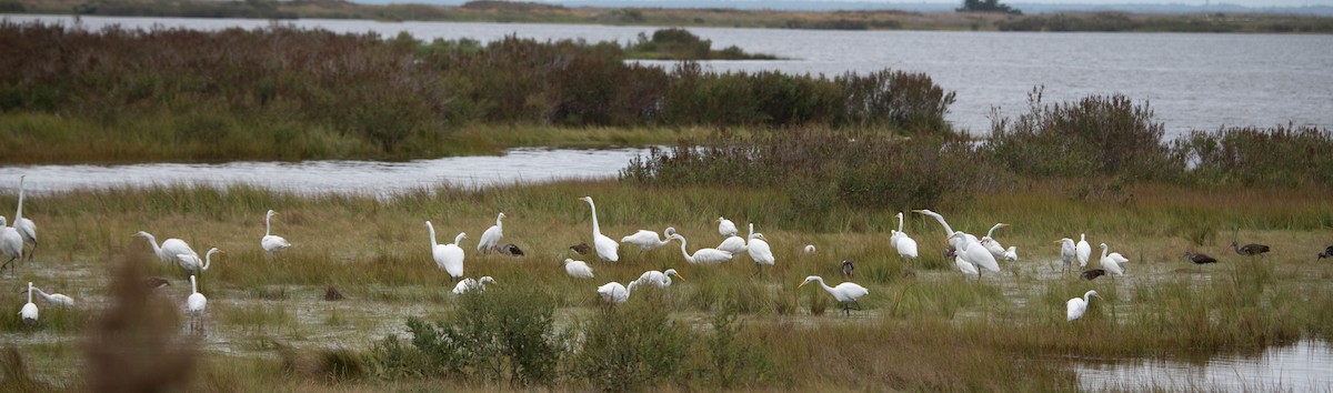 Great Egret - ML624201133