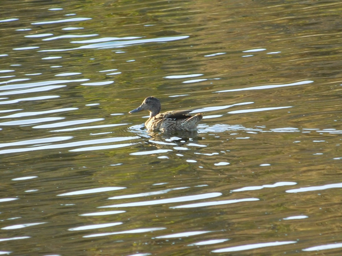 Canard des Hawaï - ML624201155