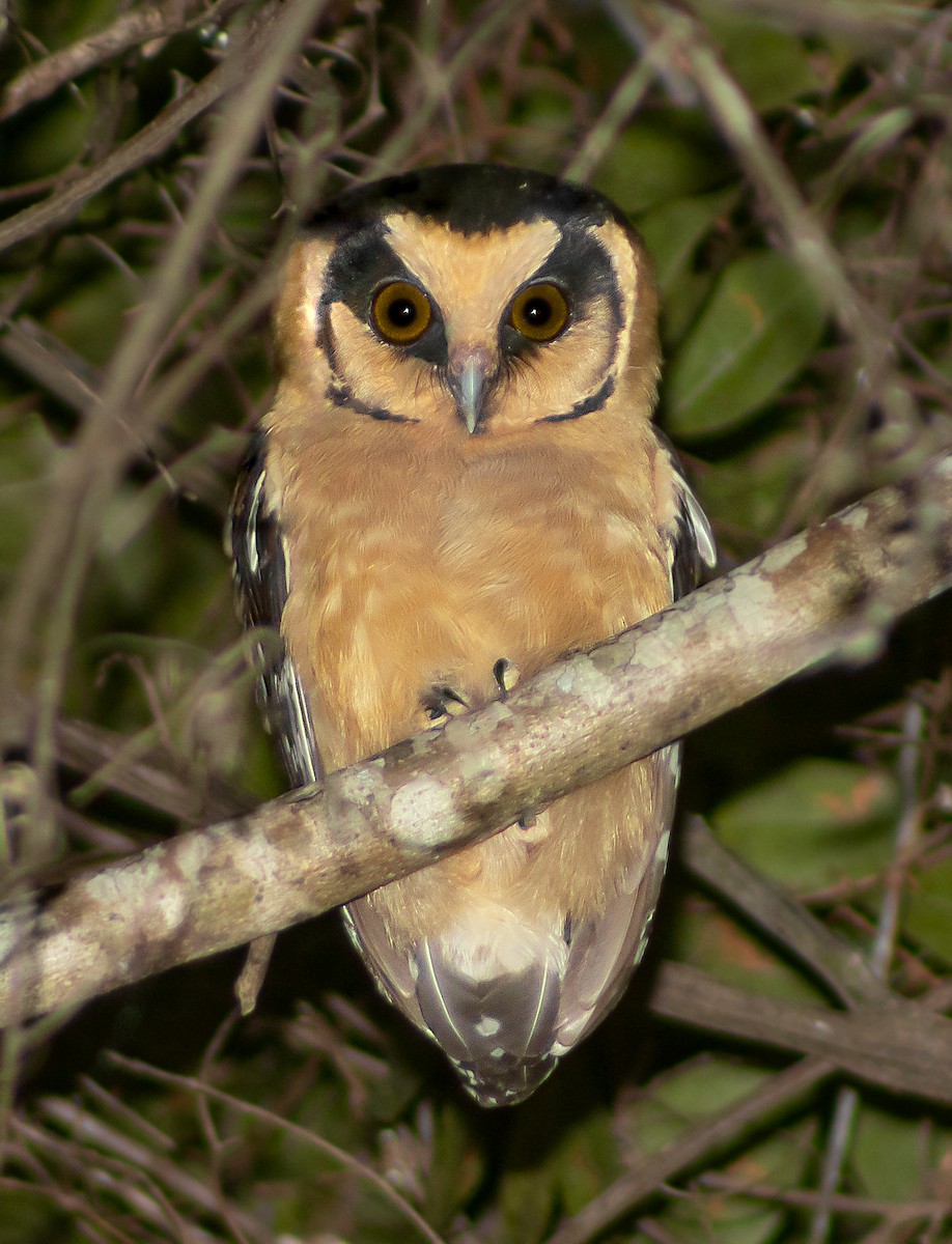 Buff-fronted Owl - ML624201158