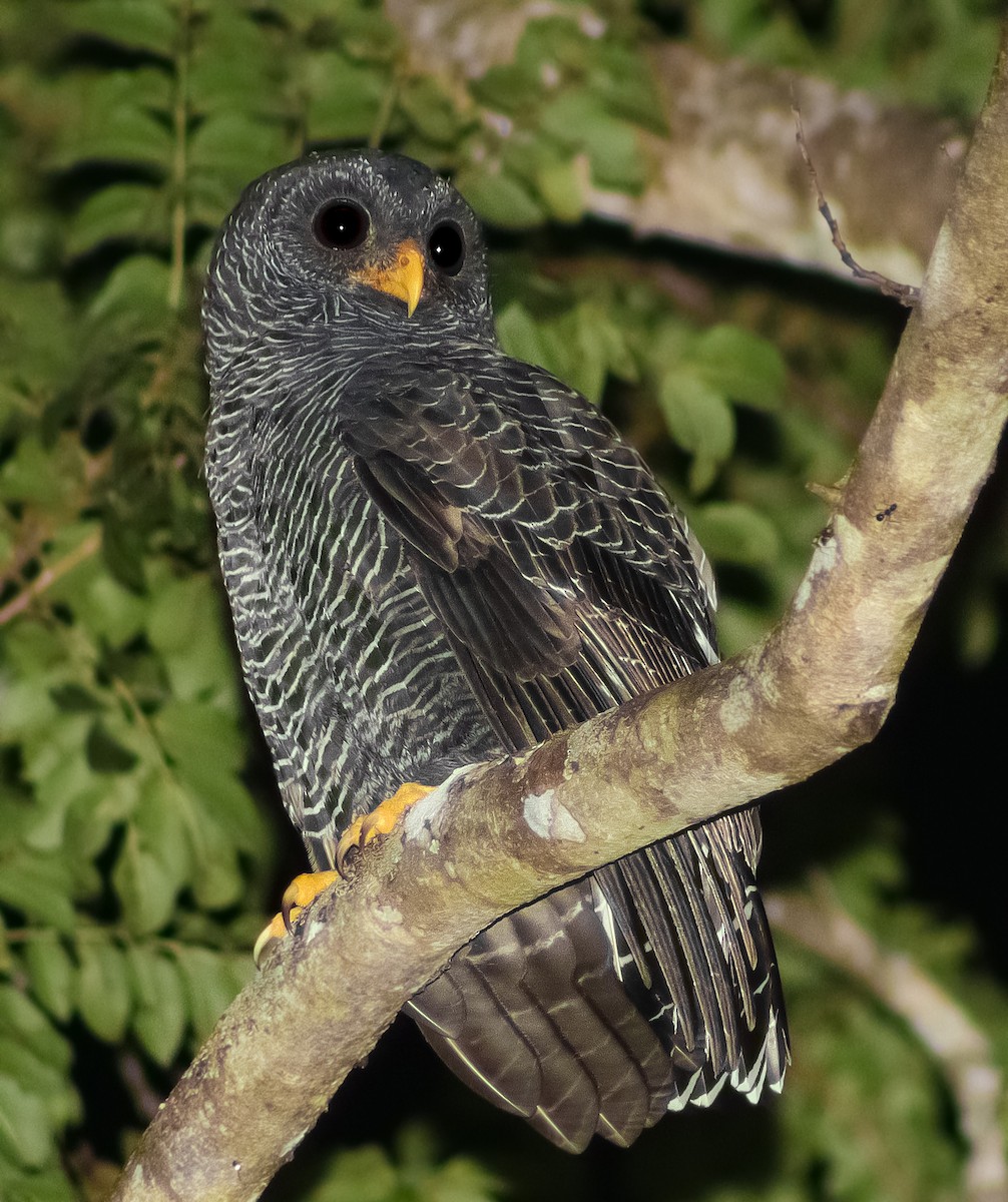 Black-banded Owl - ML624201163