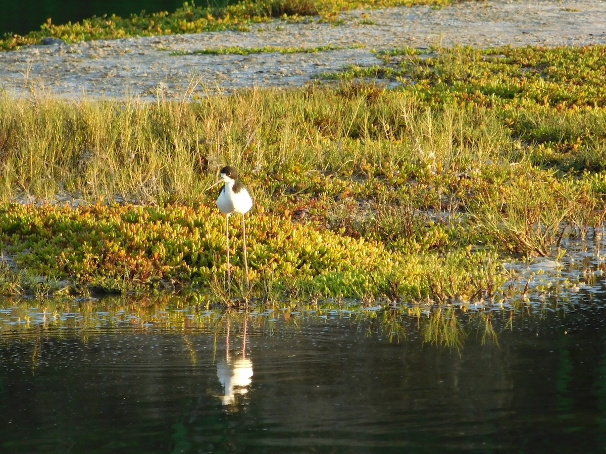 Black-necked Stilt - ML624201174