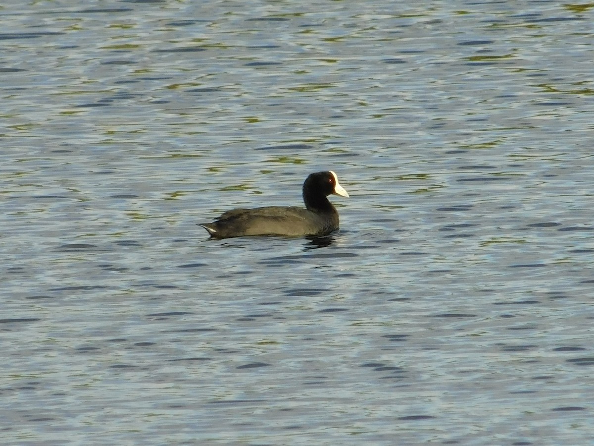 Hawaiian Coot - ML624201177