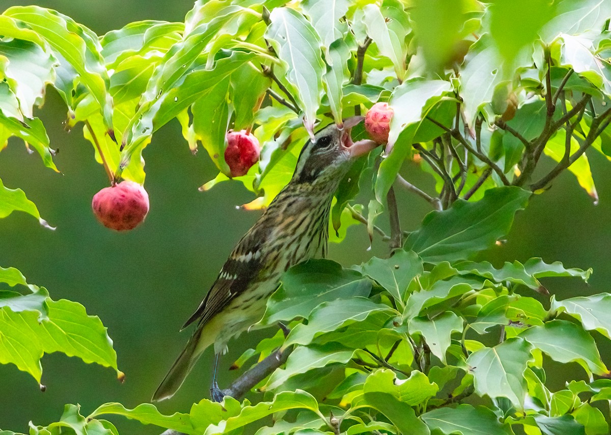 Rose-breasted Grosbeak - ML624201190