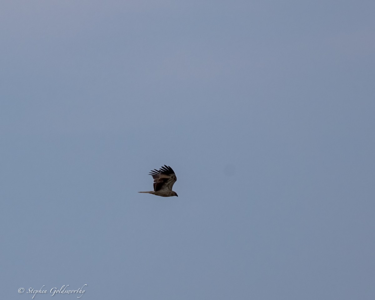 Whistling Kite - ML624201207