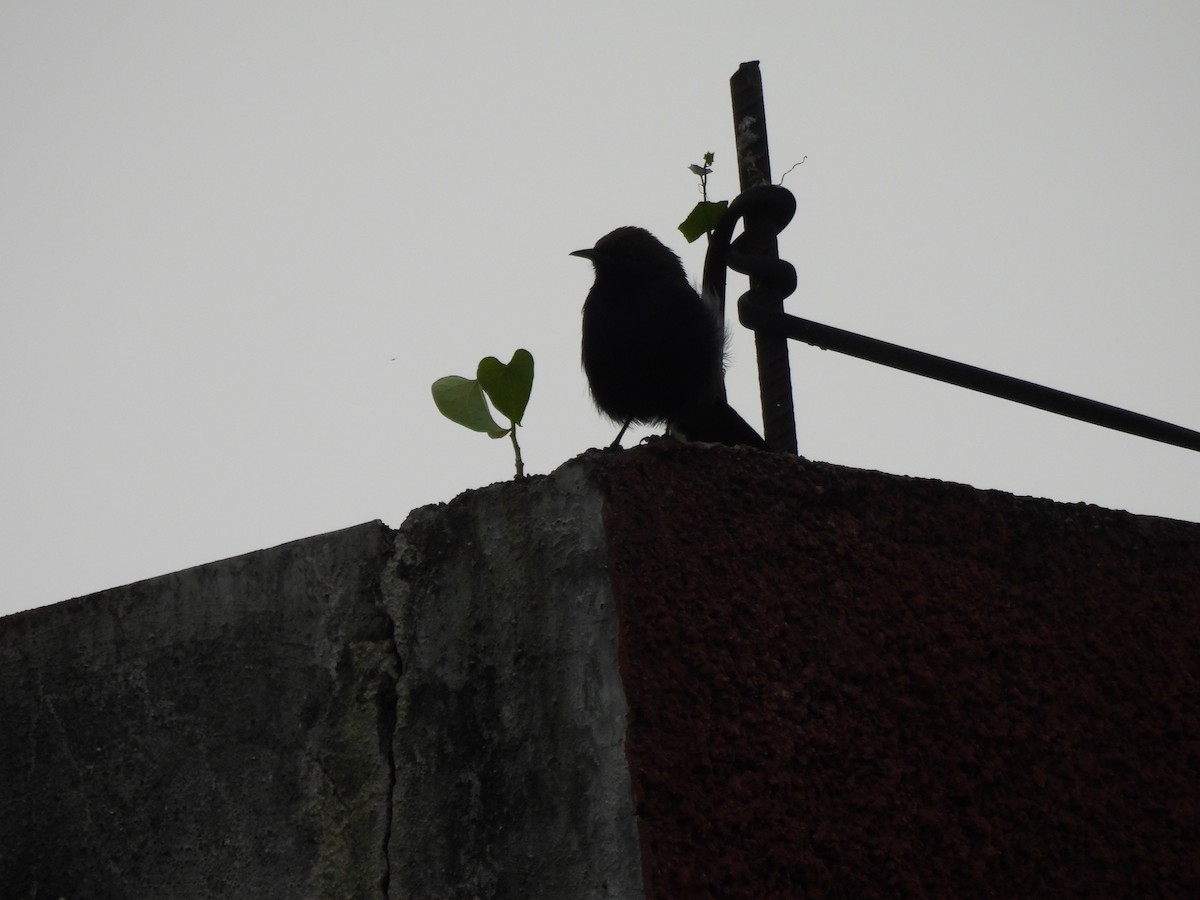 Indian Robin - ML624201212