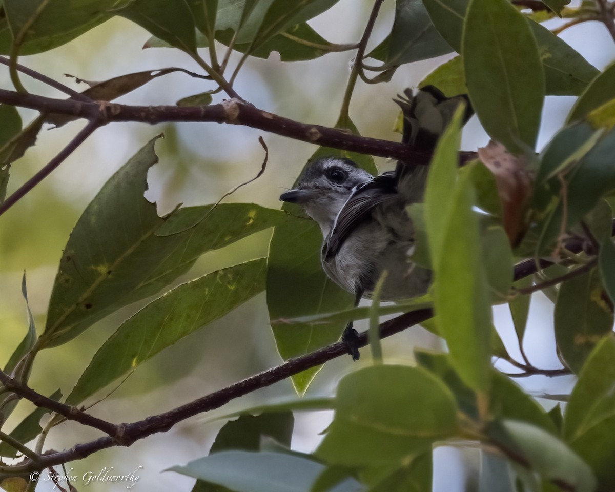 White-eared Monarch - ML624201227