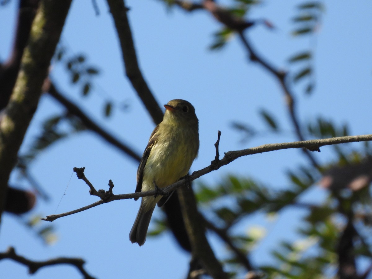 Yellow-bellied Flycatcher - ML624201228