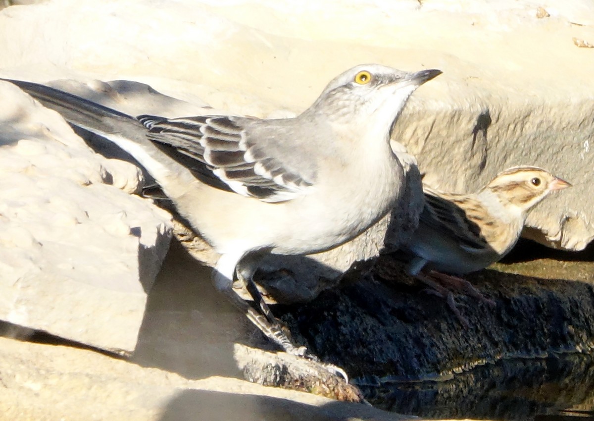 Northern Mockingbird - ML624201237