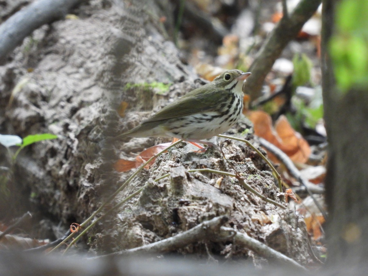 Ovenbird - ML624201243