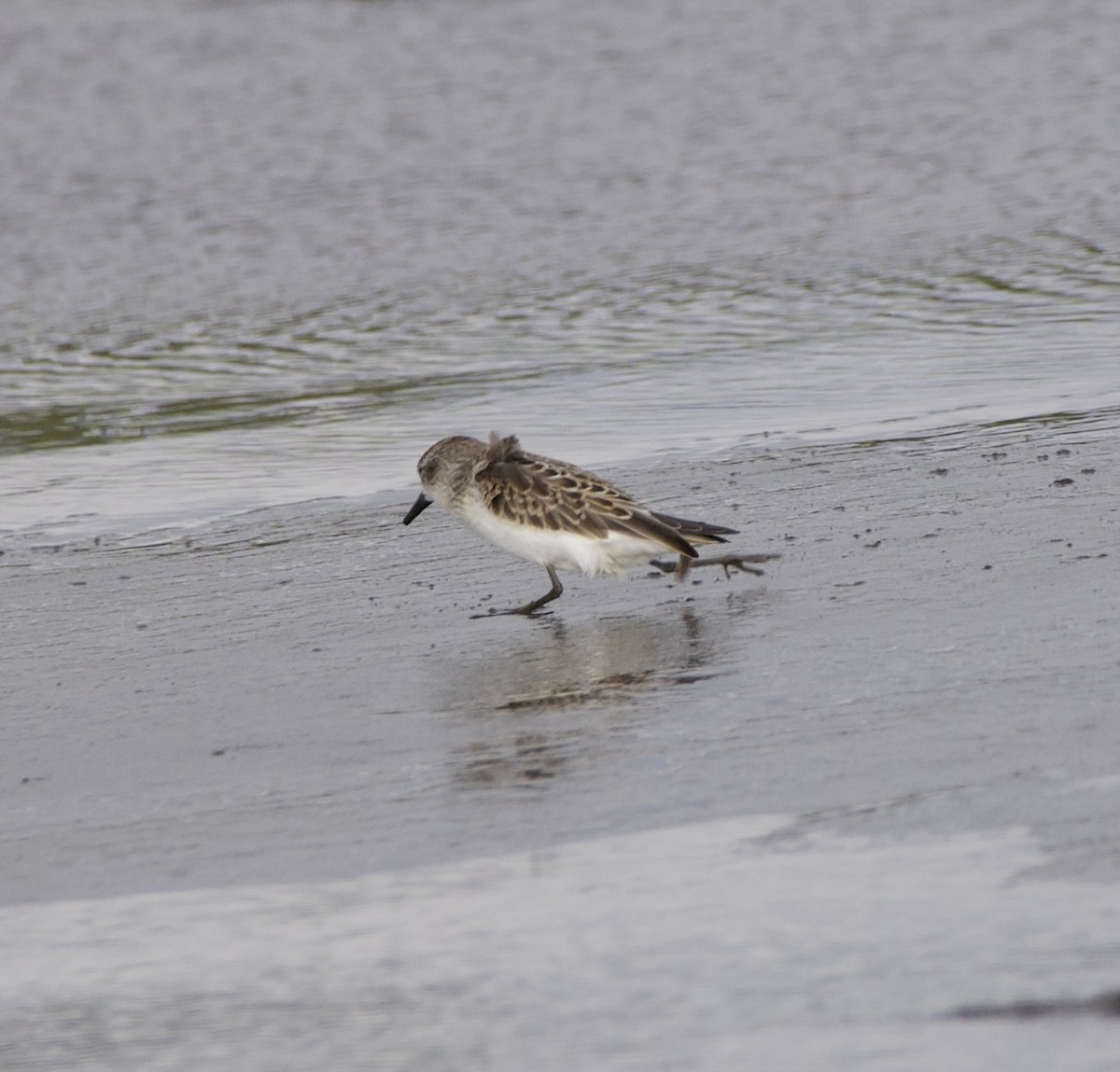 Sandstrandläufer - ML624201244