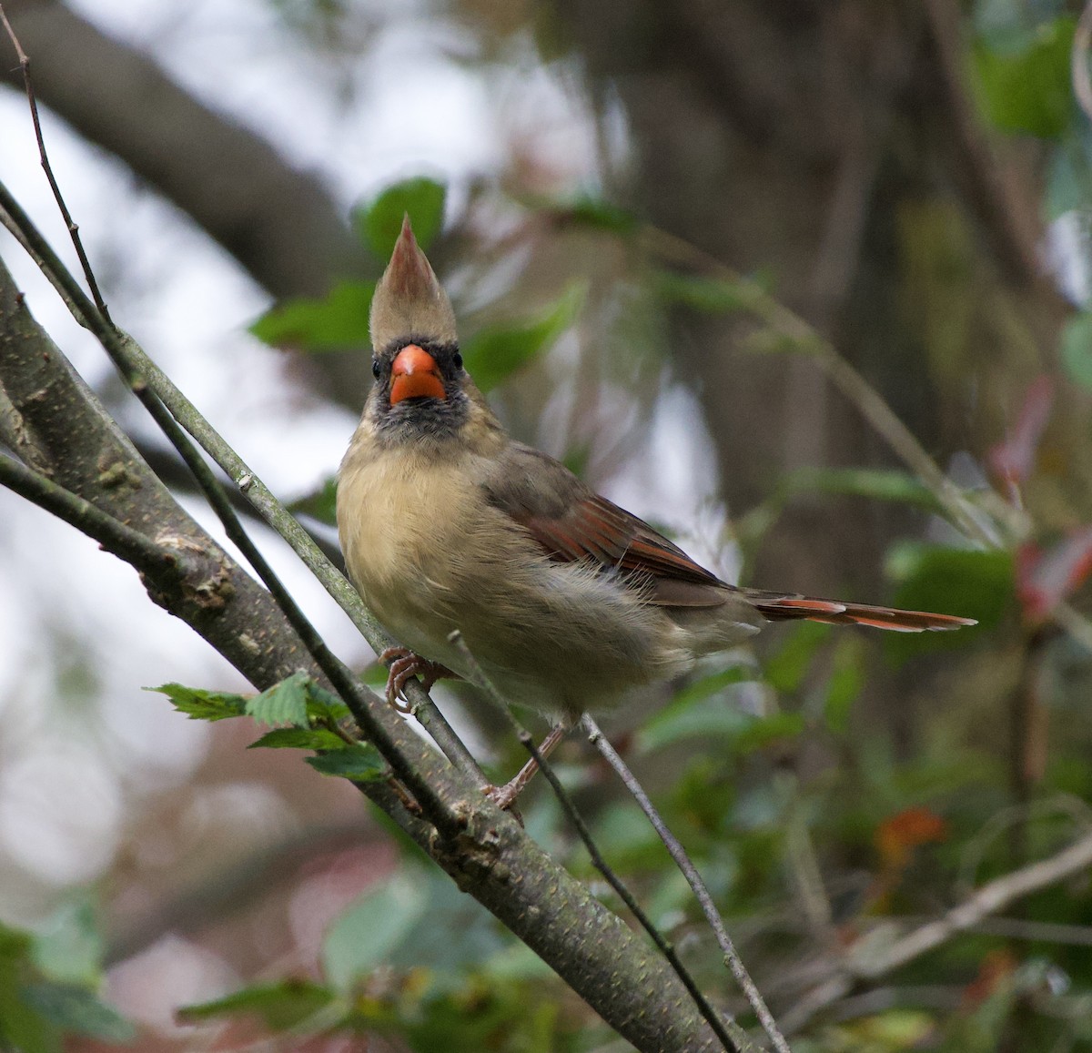 Northern Cardinal - Clem Nilan