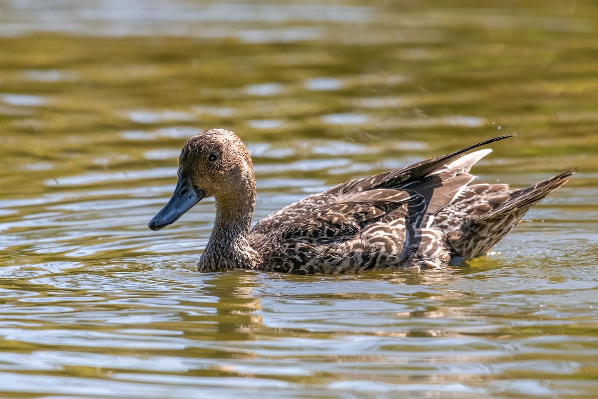 Northern Pintail - ML624201269