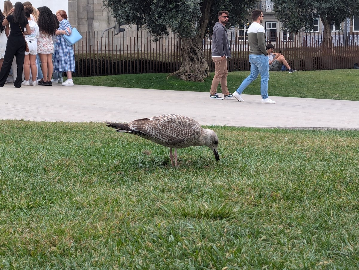 European Herring Gull - ML624201282