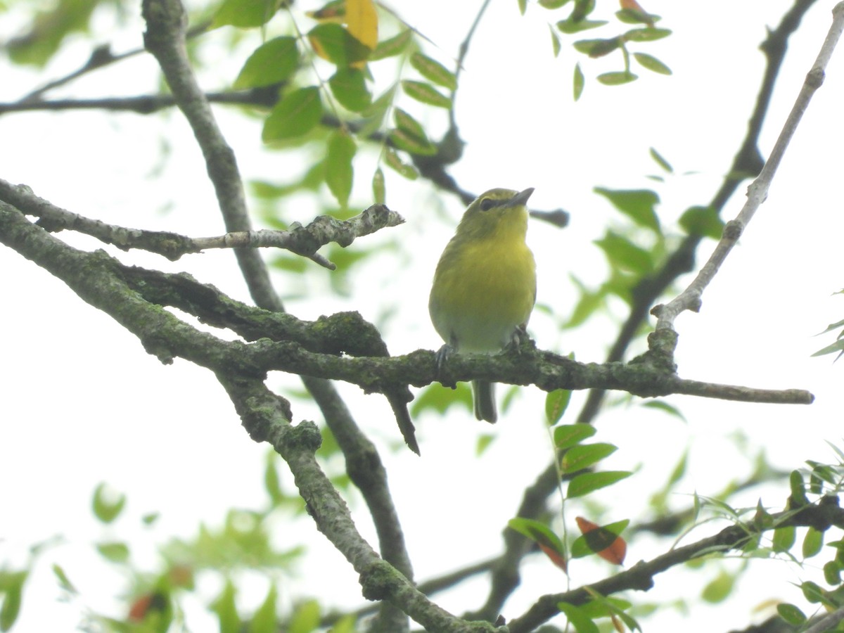 Vireo Gorjiamarillo - ML624201286