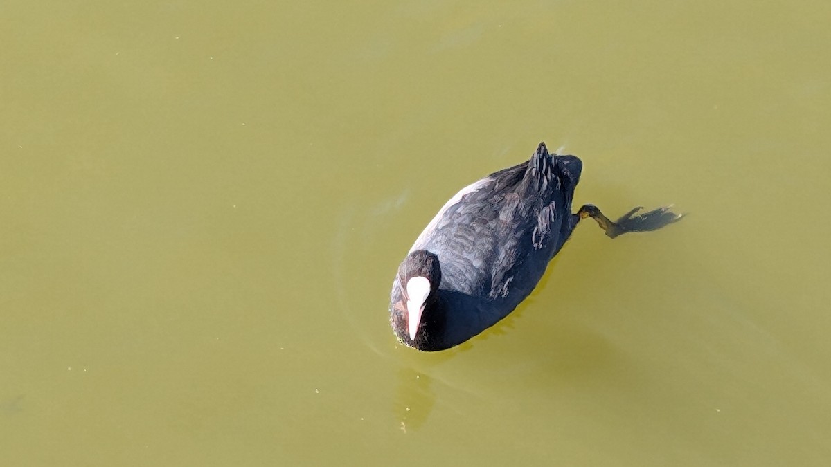 Eurasian Coot - Michael Charnoky