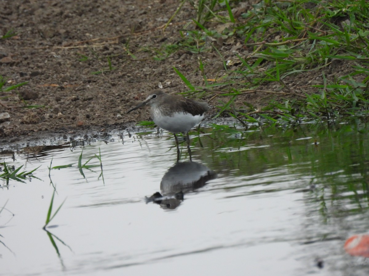 Green Sandpiper - ML624201396