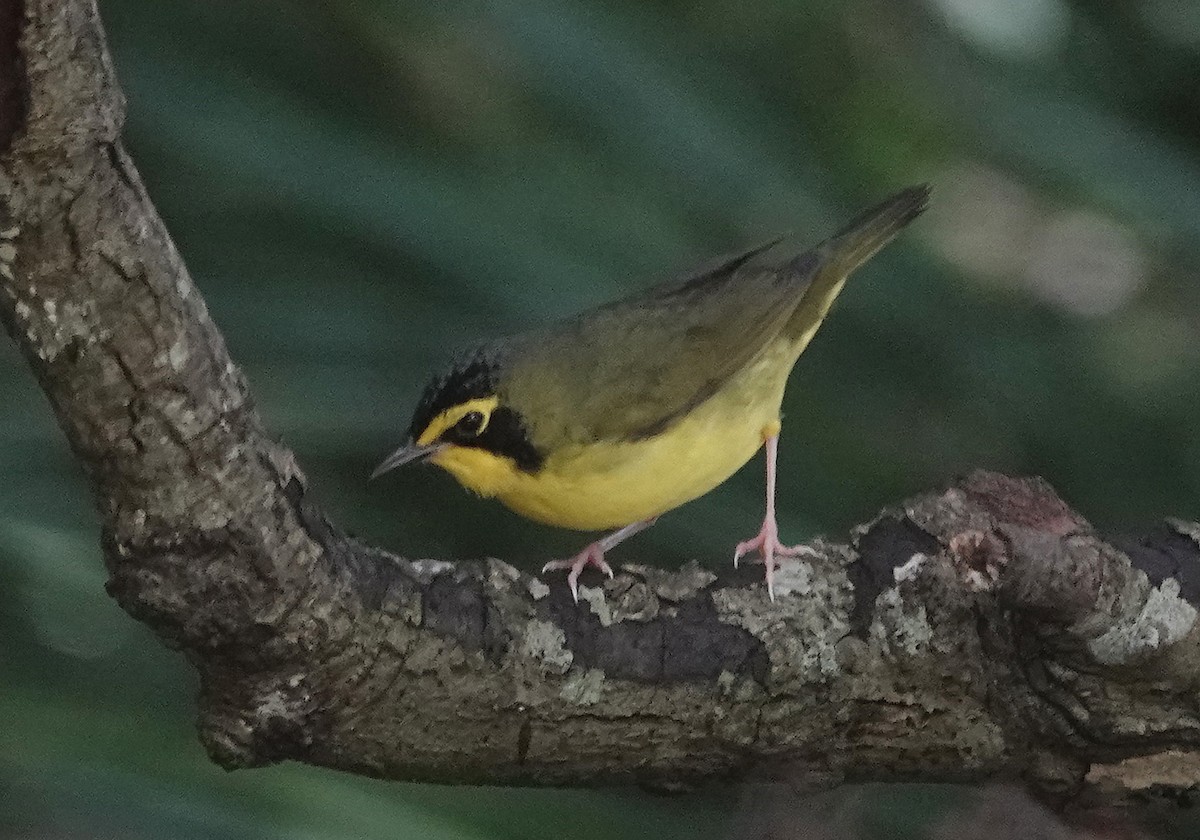 Kentucky Warbler - ML624201426