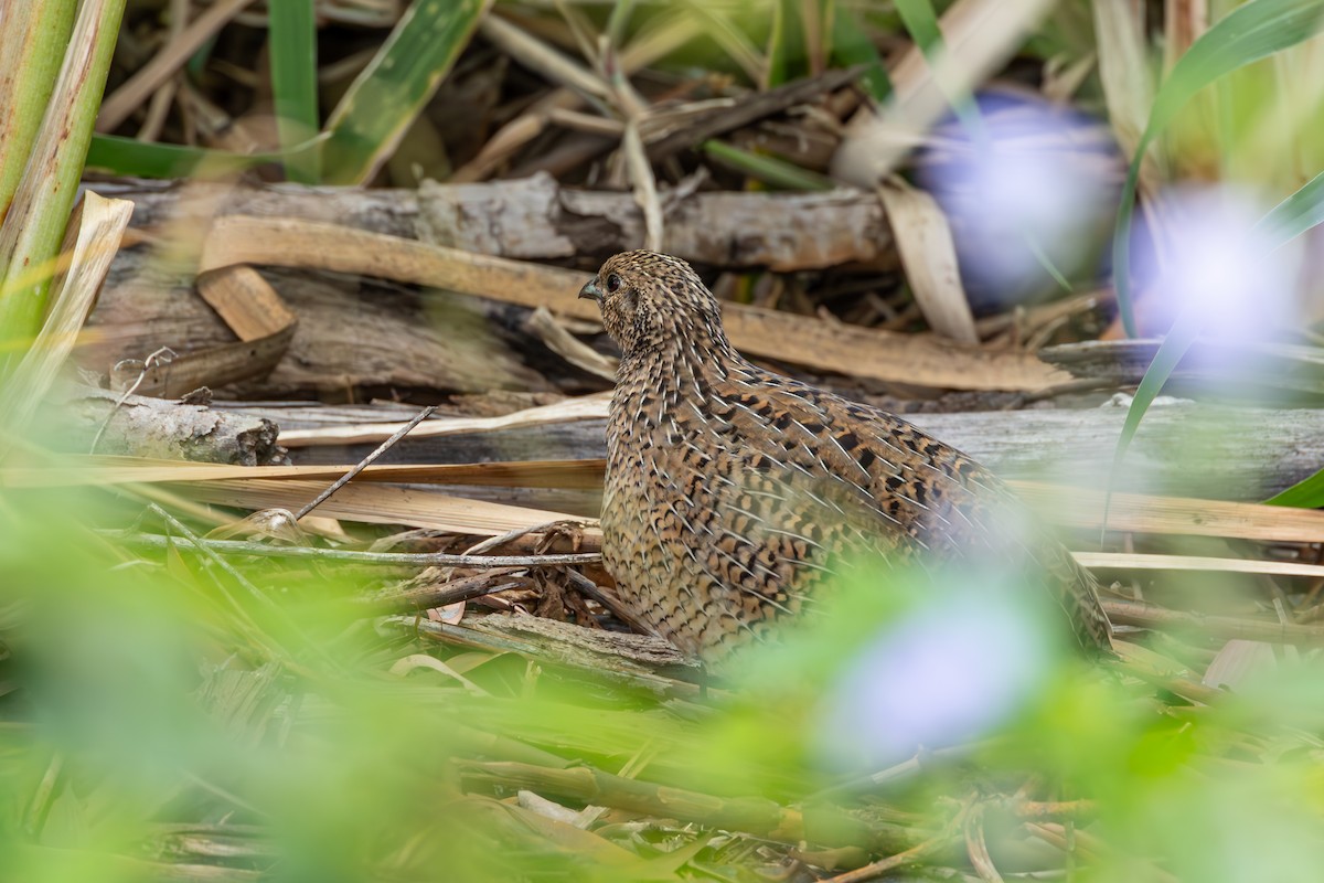 Brown Quail - ML624201432