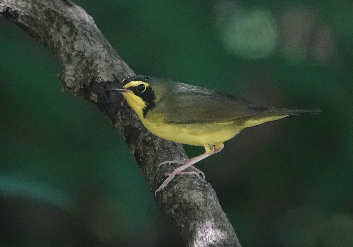 Kentucky Warbler - ML624201439