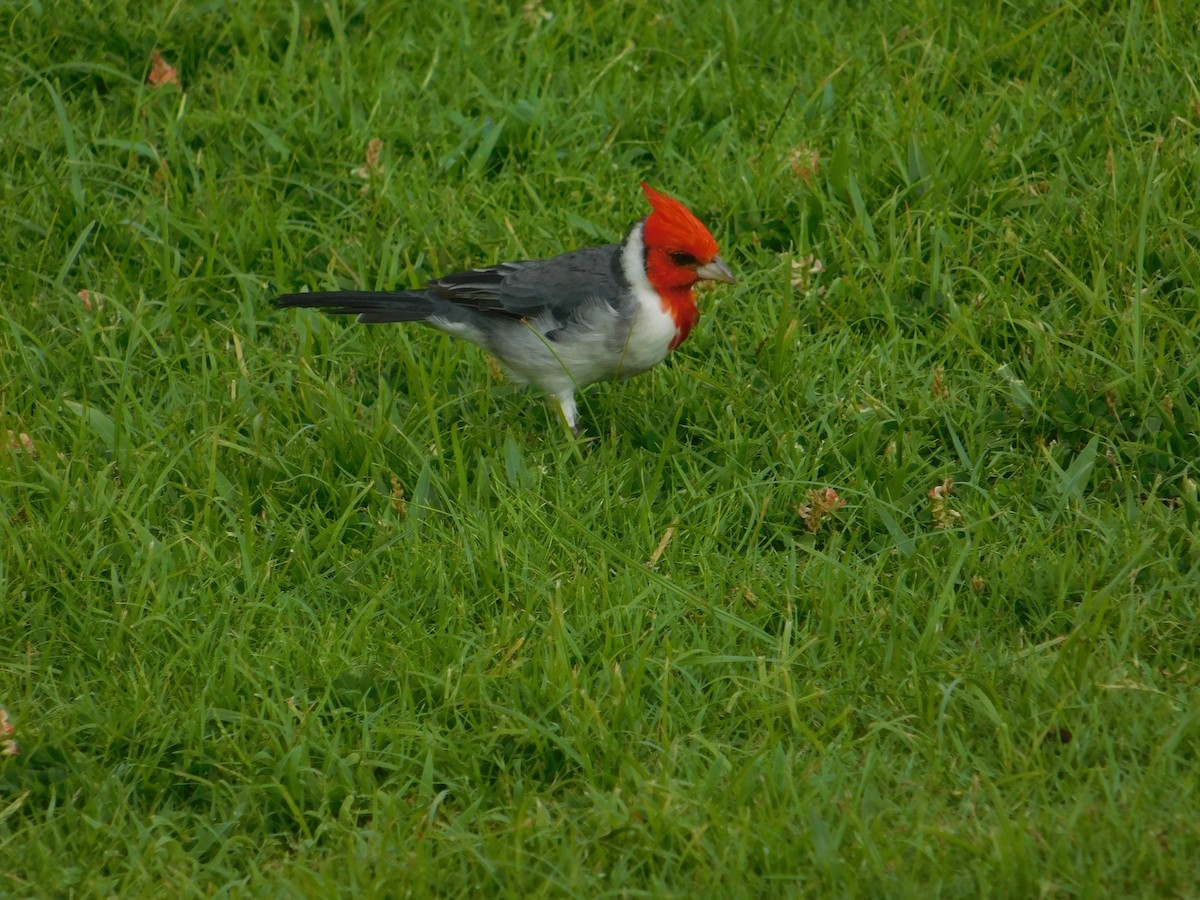 Red-crested Cardinal - ML624201445