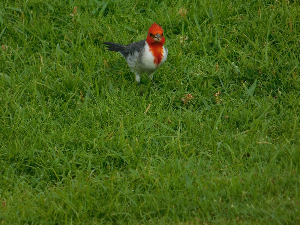 Red-crested Cardinal - ML624201446