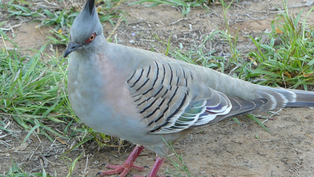 Crested Pigeon - ML624201457