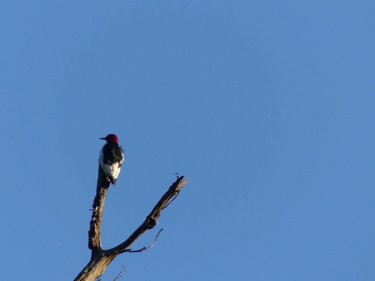 Red-headed Woodpecker - ML624201462