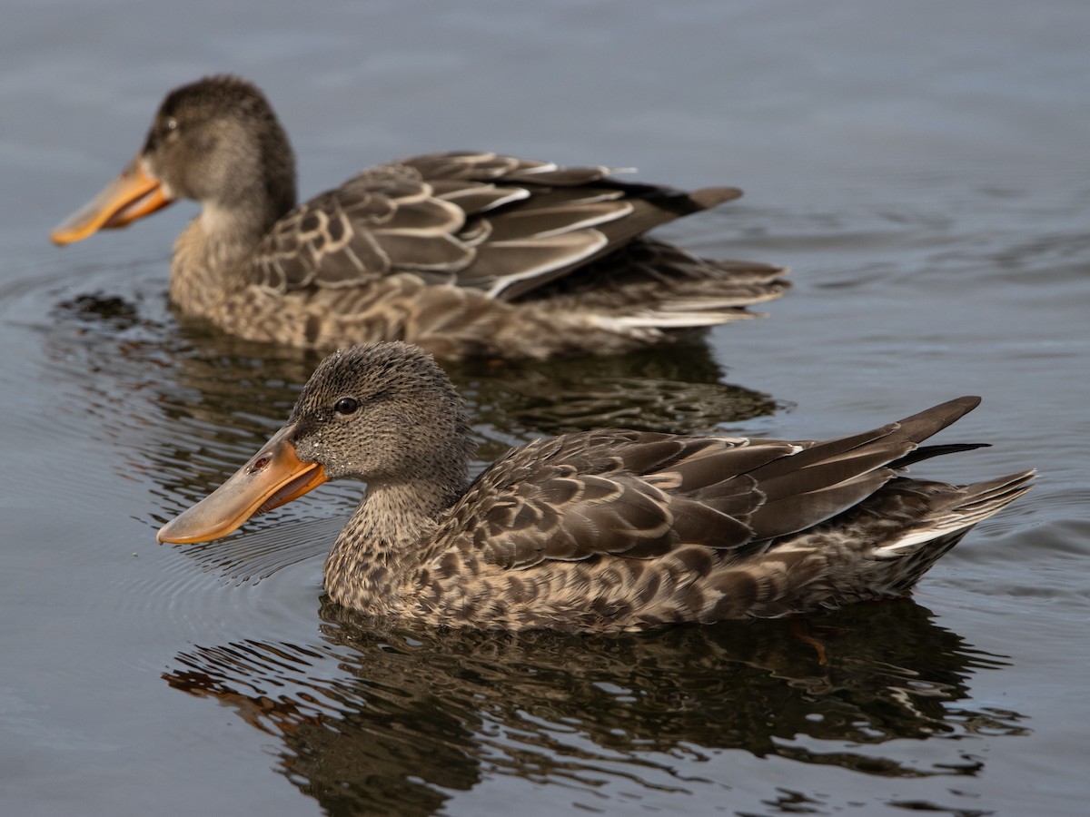 Northern Shoveler - Zachary Rosenlund