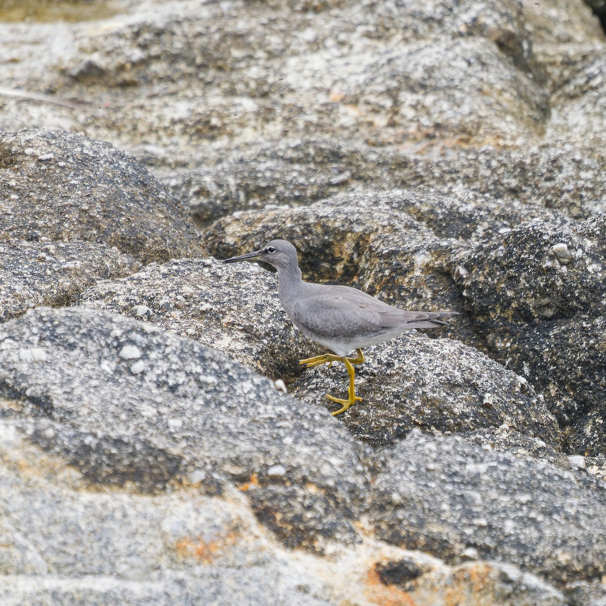 Wandering Tattler - ML624201488