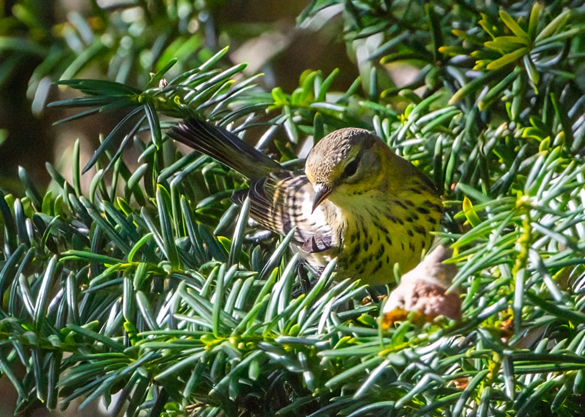 Cape May Warbler - ML624201491