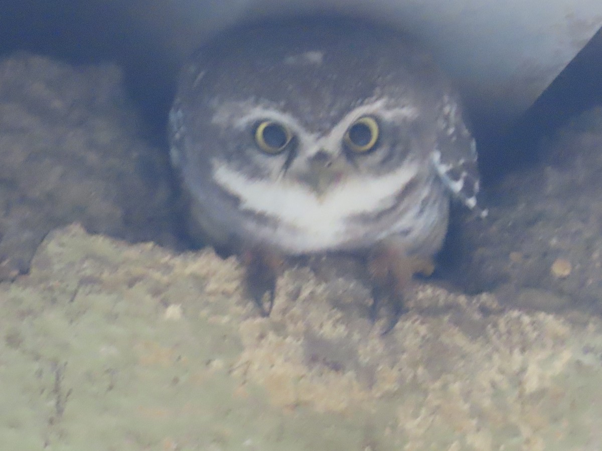 Spotted Owlet - ML624201500