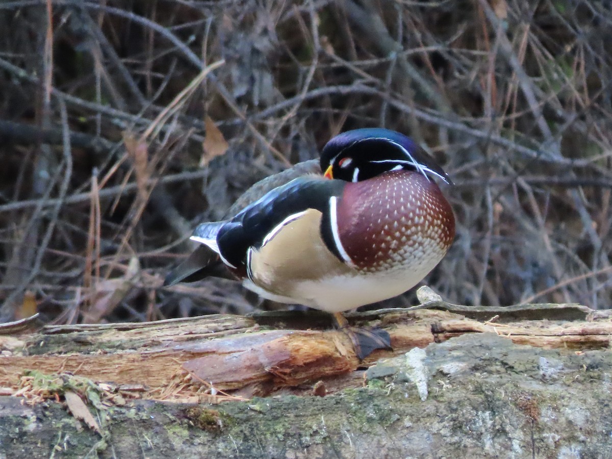 Wood Duck - Pam Laing