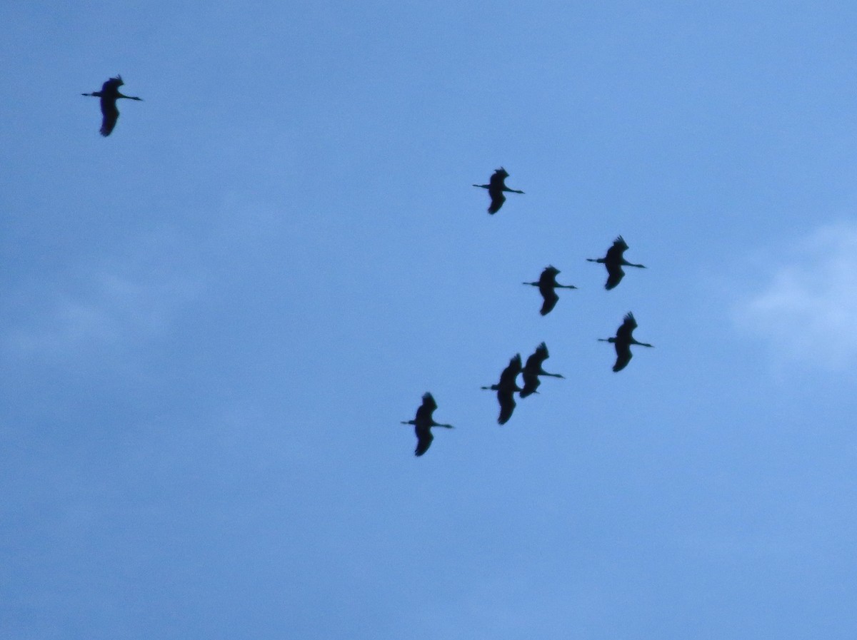 Sandhill Crane - ML624201532